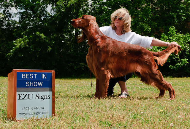 Dog Show Photography Sign with Box In Action